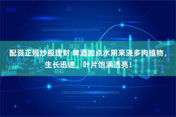 配资正规炒股理财 啤酒加点水用来浇多肉植物，生长迅速，叶片饱满透亮！