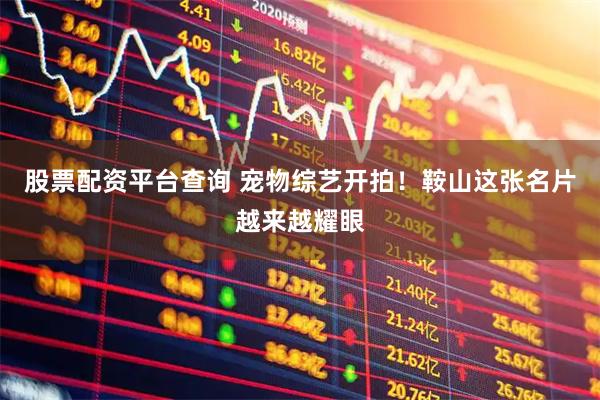 股票配资平台查询 宠物综艺开拍！鞍山这张名片越来越耀眼